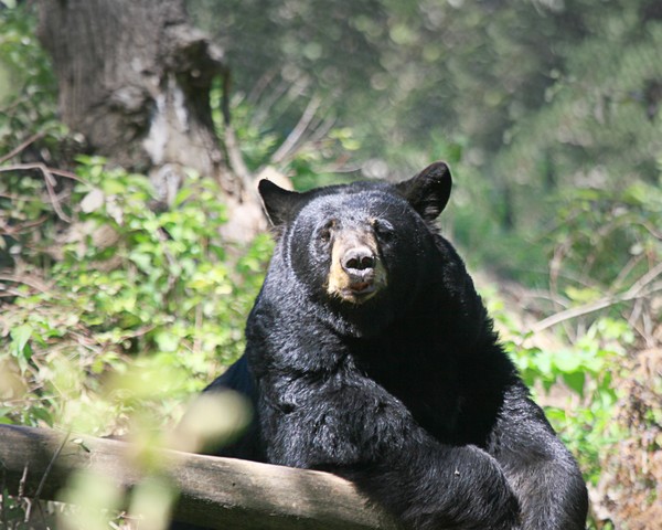 American Black  Bear