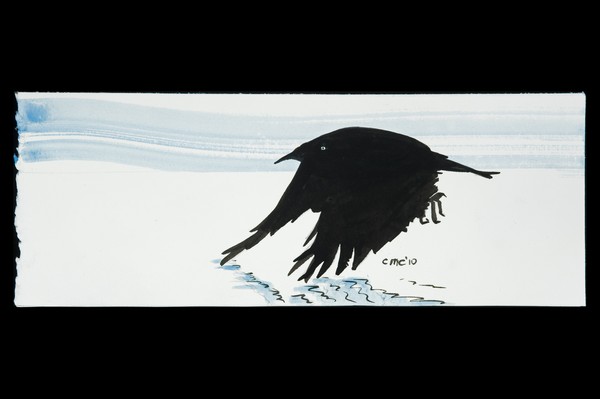crow over water