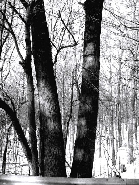 snow and trees III