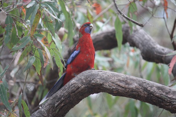 Crimson Rosella