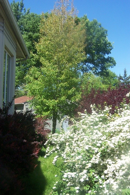 Side Yard Foliage