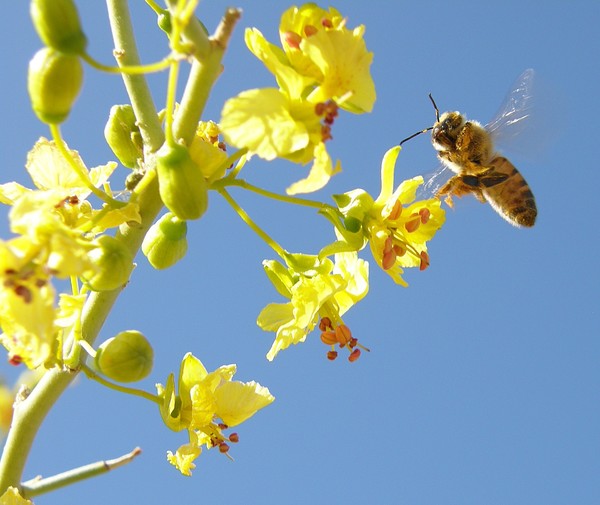 Bee And The Blossom