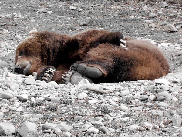Bear Nap
