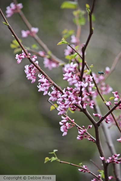 Pink Flowers