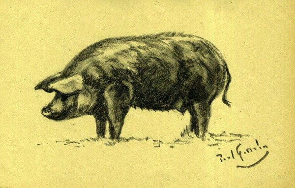 The Porc Gascon