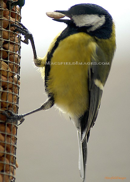 Great Tit with nut on feeder