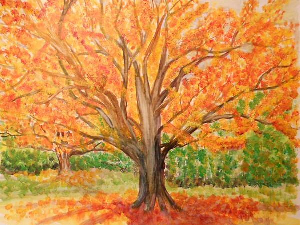 Maple Tree in Orange