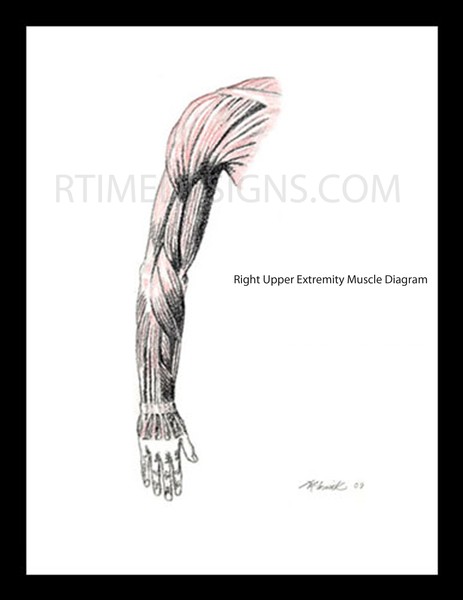 right upper extremity muscle drawing