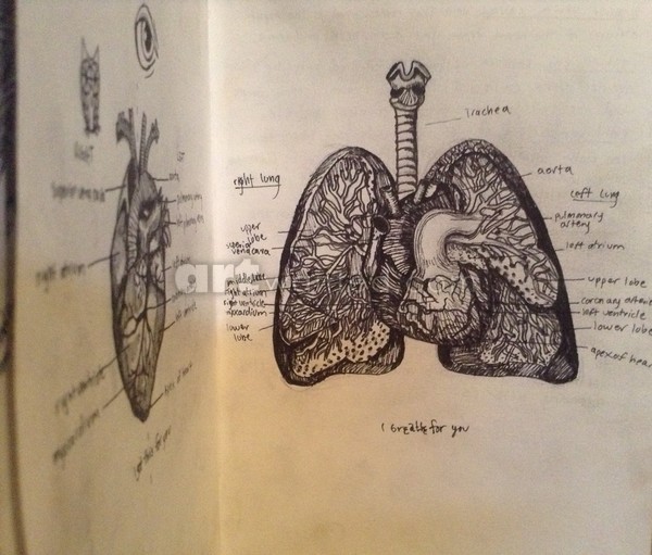 Human anatomy(sketch book)