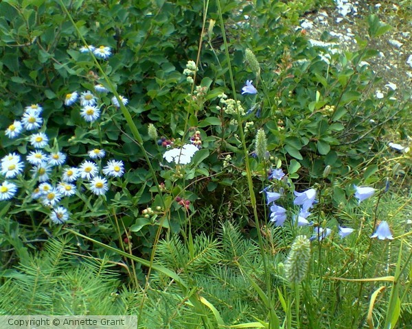 Spring Flowers in Montana