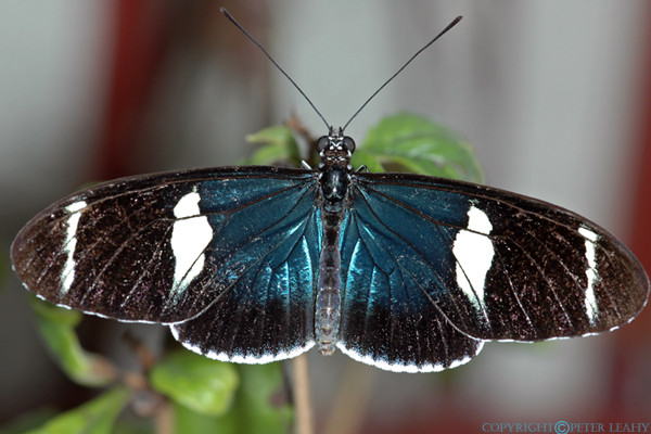 Heliconius Butterfly