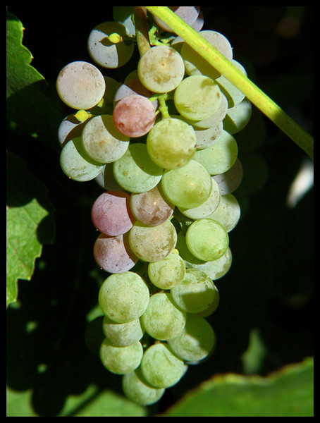 Grapes