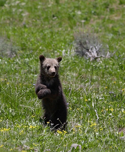 Grizzly Cub II