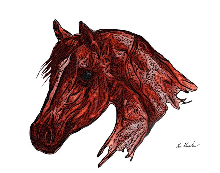 Illustrated Horse