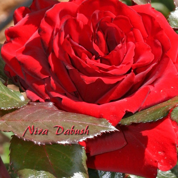 Soul of a Red Rose in Feb