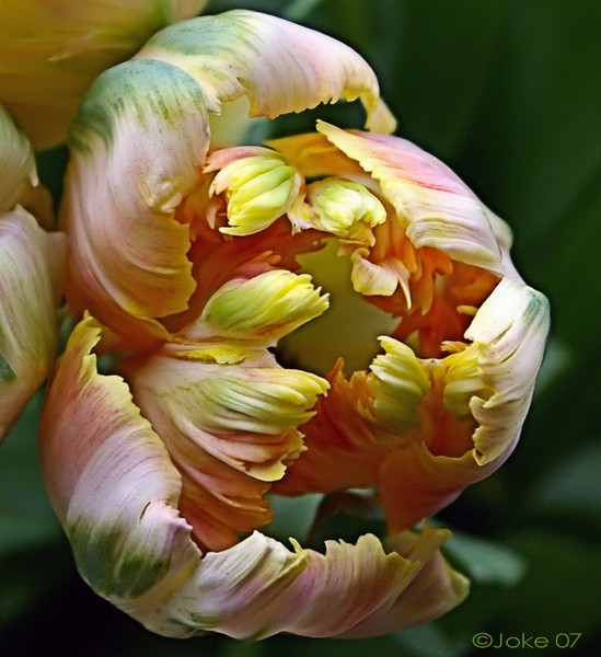 a colorful tulip