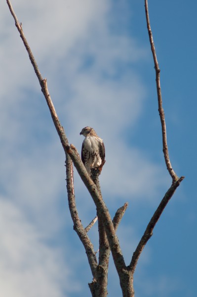  Red Tailed Hawk