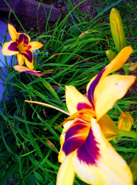 yellow and purple lily