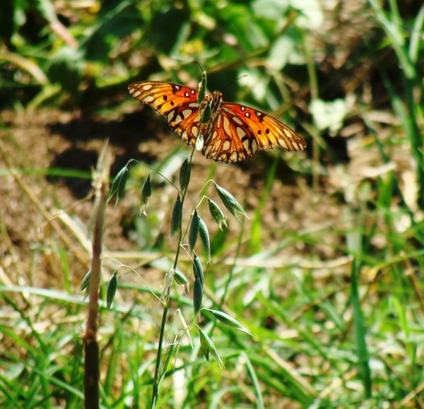 Orange Butterfly1