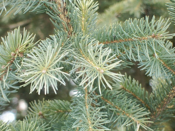 Spruce Needles