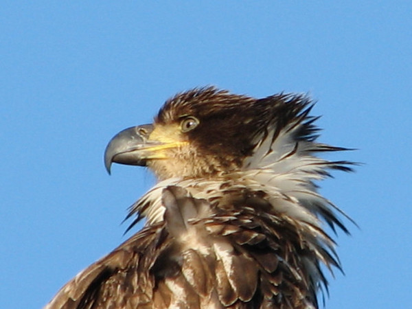 Alaskan Eagle