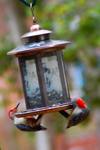 Woodpeckers Feeding