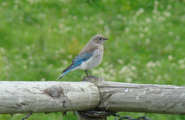 Blue Mountain bird