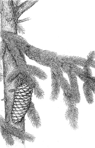 Pine Branch - Picea abies