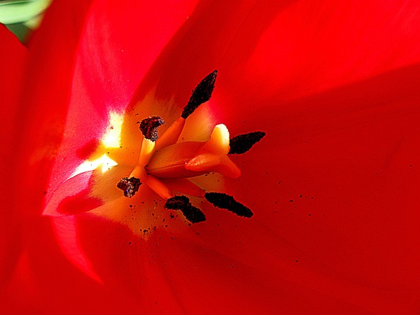 The Heart of the Tulip