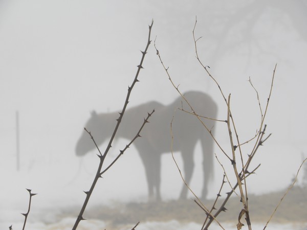 Horse in the heavy fog