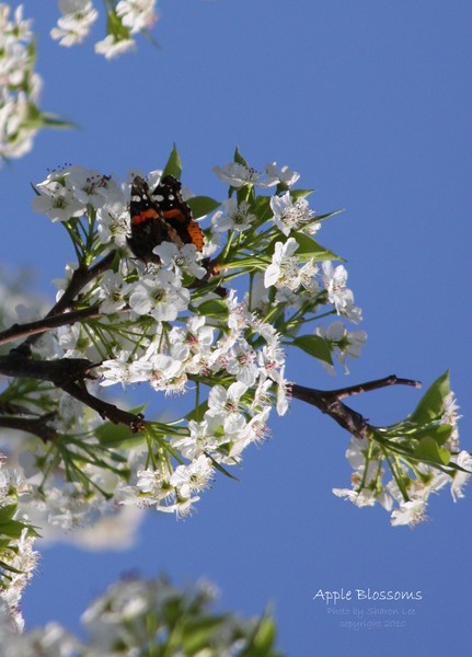 Apple Blossoms 