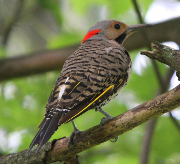 Northern Flicker