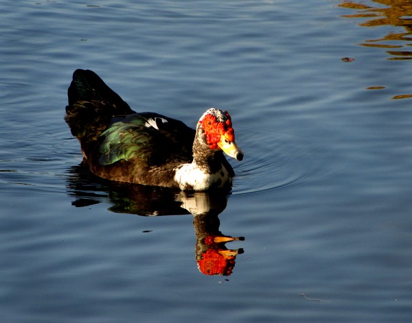 Odd Duckbill Reflection!