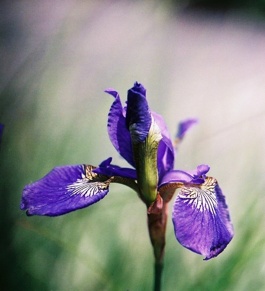 Iris Blossom/Pentax LX w Fujicolor