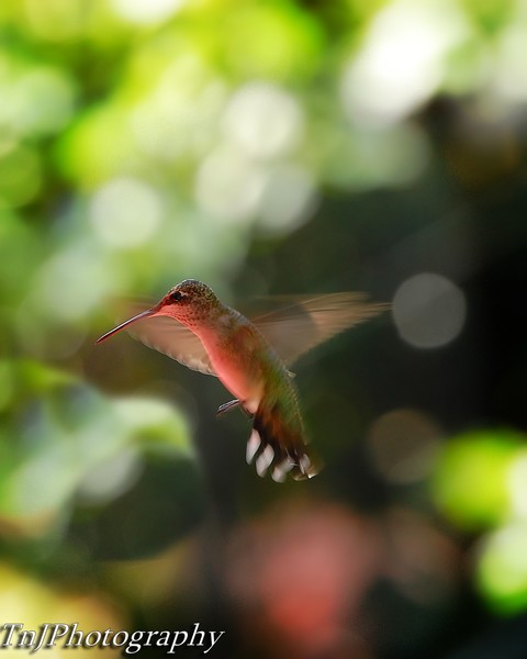 HummingBird in Flight