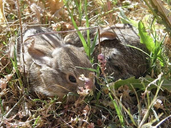 Cotton Tail Bunnies