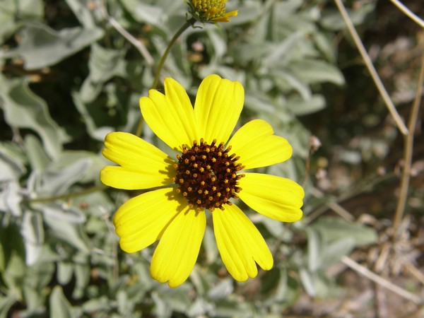 Mexican Poppy