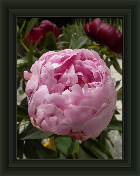 peony in pink