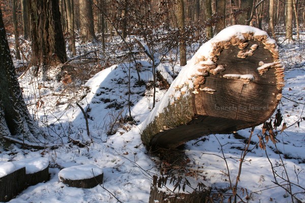 Snow-covered fungi
