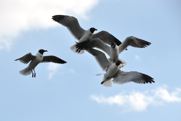 Sea Gulls feeding
