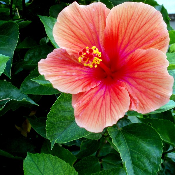 hibiscus sinensis rosa