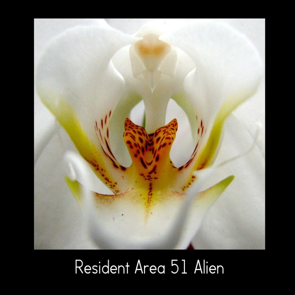 Resident Area 51 Alien