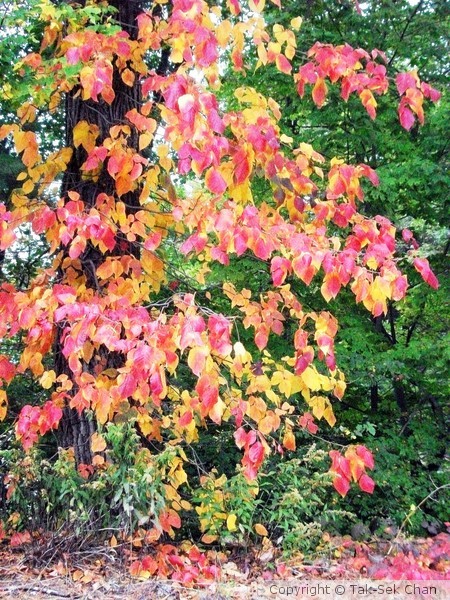 Autumn leaves from a tree Triadica sebifera