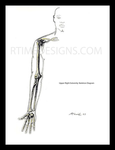 upper right extremity skeletal drawing 