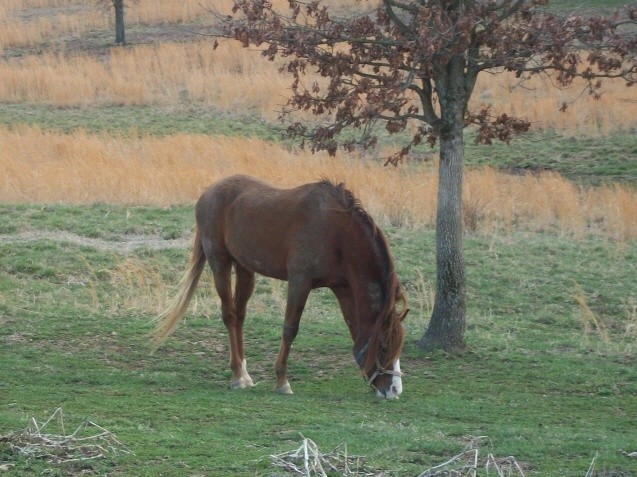 horse in pasture023 640x480