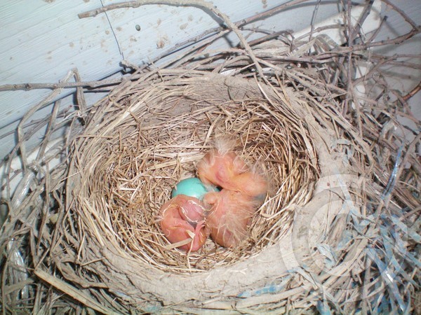 New baby Robins!!....1 to go !