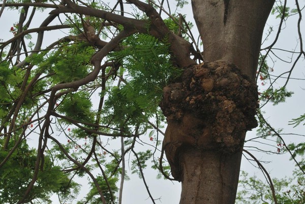 Gulmohar V