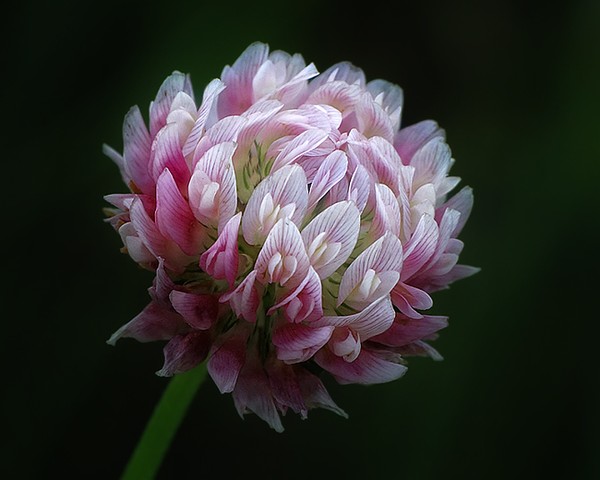 Clover Flower