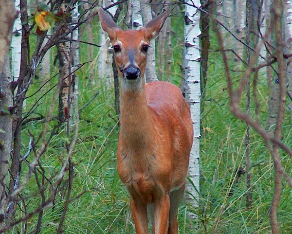 a gentle presence