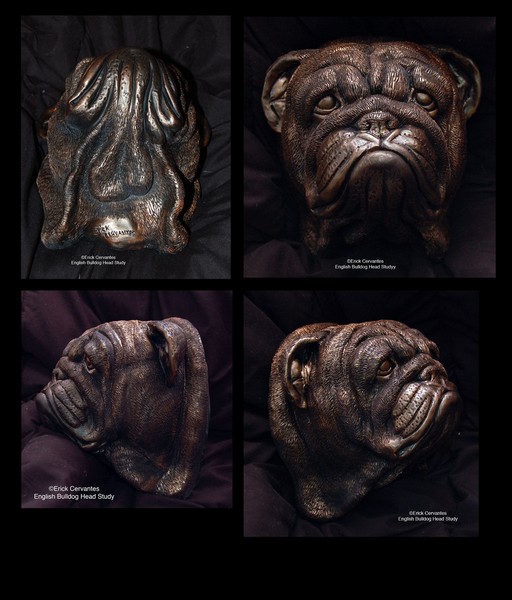 Englsih Bulldog Head Study